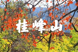 10月23日从化“柿”外桃源柿子红火满枝头，登千米桂峰山顶一天活动