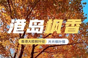 【1月香港徒步】片片枫叶情，香港大榄枫叶径，千岛湖徒步一日