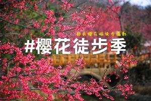 2024樱花季徒步-1.21行走漫山遍野，奔赴龙年初春的浪漫|广100番外站