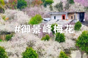 【周末游】御景峰国家森林公园赏梅花,喝青梅酒品农家菜一日游