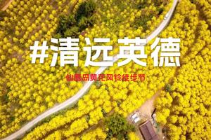3月17日广100番外站•仙鹿岛黄花风铃徒步节|龙游黄金季·踏春寻花趣