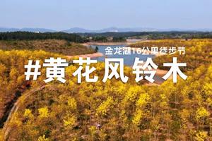 3月16日2024年第一届环金龙湖黄花风铃16公里徒步节火热报名中