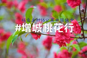 3.24广100番外站-增城田园诗意桃花，红色乡村16公里徒步邂逅春日美好