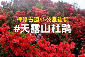 3月30日2024年第二届天露山杜鹃花15公里徒步节火热报名中
