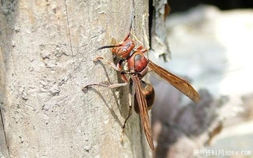 防蜂01.jpg 防蜂01.jpg