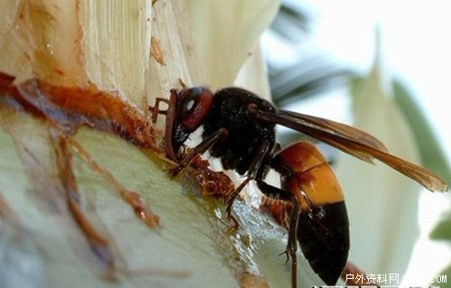 防蜂02.jpg 防蜂02.jpg