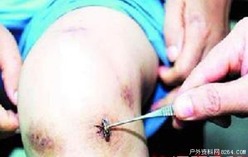 防蜂03.jpg 防蜂03.jpg