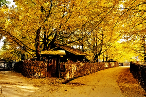 机票已出-滇西金秋童话︱11.24腾冲银杏、热海火山、和顺古镇、柏联温泉、瑞丽、大理洱海、喜洲古镇