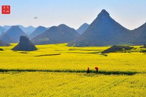 2月21~28日【二月花开 七彩云南】罗平油菜花、元阳梯田、普者黑、坝美七晚八天深度摄影