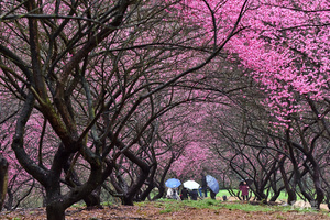 【春天花事】2月23日（周六）奉化梅花谷+岩头古村休闲摄影一日游