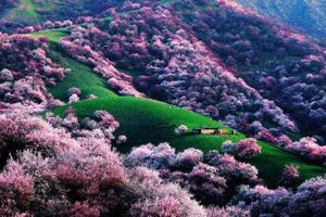 【2019绝色新疆-伊犁杏花摄影8日游】新疆吐尔根 大西沟杏花 库木塔格沙漠 赛里木湖