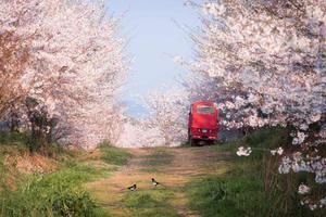 最美3月贵州平坝万亩樱花—白色情人节六日浪漫之旅