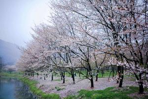 【80元含门票特价-宛委山樱花】3月24日（周日）阳春三月绍兴樱花浪漫绽放，鲁迅故里寻觅儿时情怀