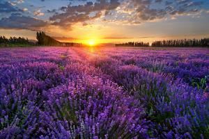 【2019绝色新疆-醉美伊犁10日】赛里木湖 夏特徒步 薰衣草 喀拉峻 巴音布鲁克 吐鲁番 火焰山 交河故城 独库公路 