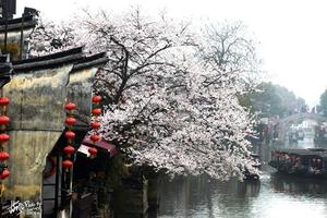 【西塘樱花绽放】3月30-31日最美江南三月天，游樱盛开的古镇西塘
