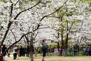 【阳光户外】3月26日（周二）自驾杭州太子湾公园滨江樱花大道赏樱花拍樱花（免费活动）