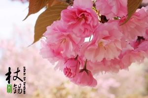 120元【四明山樱花】4月14四明山杖锡村，赏满山烂漫樱花雨，享古村慢时光 