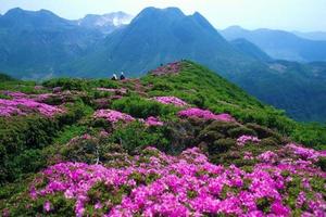 梵天净土 山花烂漫