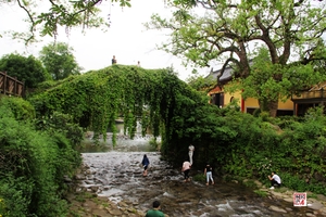 【阳光端午节】6月9日游览深奥古镇，漫步富春江心桐洲岛，在绿光森林里，静静的感受假期的生活