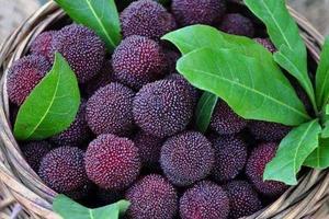 【阳光采摘季99元】6月15日余姚杨梅采摘季，品尝当地杨梅，观白水瀑布，四明湖畔人像摄影