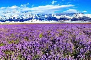 玩聚@【伊犁环线】赛里木湖、喀拉峻草原、薰衣草基地、昭苏夏特古道、巴音布鲁克、吐鲁番火焰山8日行