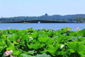 （免费）7月7日周日杭州西湖赏荷花，北山路民国摄影， 登保淑塔观西湖全景