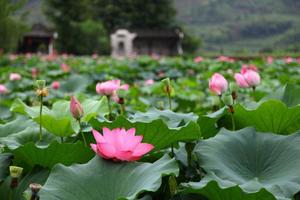 周游@【清凉徽州】8月17-18日探秘崖壁上的山庄，呈坎，齐云山、激情黄山漂流二日游C