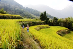 【国庆云和梯田】10月4-5日丽水云和梯田七星揽月稻花香，松阳大木山骑行茶园，这里美的让人窒息