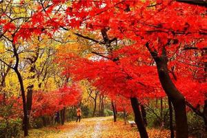 【栖霞山红叶】11月23-24日南京栖霞山红叶 明孝陵赏秋 植物园红枫岗 夜游夫子庙二日休闲摄影游