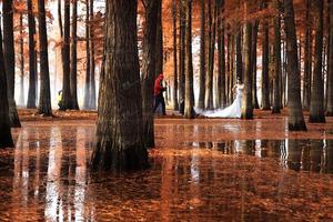 特价88元【四明湖红杉林 】11月24日余姚四明湖红杉林斑斓，绍兴古城百草园一日休闲摄影游