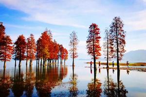 【四明湖红杉林 】12月8日余姚四明湖红杉林色彩斑斓，安昌古镇找寻小时候的味道