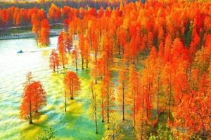 0费用【王哥免费带队-地铁出行】11月30日临安青山湖红水杉林，徙步在高颜值的环湖绿道，穿行在红叶纷飞的水上森林公园