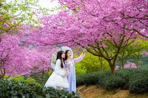 【阳光 ▪ 厦门春天 樱花之恋】寒假春节去“大陆阿里山”永福樱花，云水谣土楼，万年火山岛，“小垦丁”镇海角亲子五日游