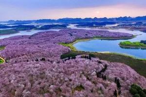 【阳光 ▪ 万亩平坝樱花】三月赏花下贵州