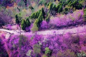 【阳光 | 遇见紫荆花】3月24日天台赤城山上紫荆花开，千年古刹国清寺油菜花田踏青！