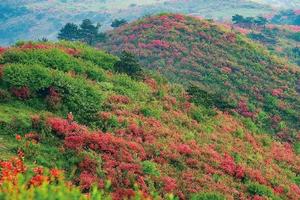 【五一假期 | 桃源杜鹃花】浙江最美杜鹃花古道，没有之一！史诗级徒步摄影线路，5月4-5日约起来！