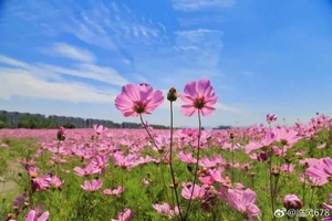 【阳光 | 湘湖花海】湘湖三期赏花海徙步攝影活动
