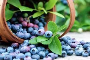 【阳光 | 采摘蓝莓免门票】5月31日建德三都的千亩高山蓝莓上线了，快去与“蓝精灵”约会吧，梅城古镇严州府一日游