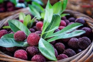 【阳光 | 又见余姚红】6月15日（周三）余姚采摘杨梅+浙东抗日革命根据地+四明湖人像摄影一日游