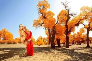 美秋-6天5晚！额济纳胡杨林+金塔胡杨林+弱水胡杨林.张掖丹霞.怪树林.居延海日出.黑石城.嘉峪关城楼  两段动车体验