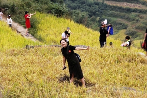 【金色|云和梯田】9月19-20日最美的季节，云和梯田金色稻花香，乌溪江吃生态有机鱼，好吃到连骨头都不放过！