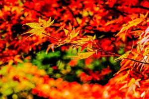 成团：128元含门票【阳光|天平红枫】11月15日惊艳整个苏州的天平山赏枫之旅，打卡网红淮海美食街