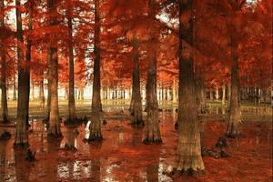 88元【阳光│四明湖红杉林】12月6日余姚四明湖红杉林色彩斑斓，安昌古镇找寻小时候的味道摄影一日游