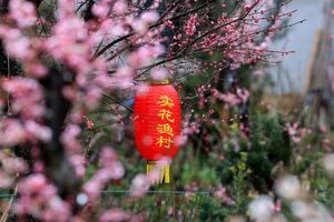 【会员特价99元 | 早春二月卖花渔村】 2月21日只卖花不打渔！徽州繁花似锦－卖花渔村，看白墙黑瓦、绿水红花