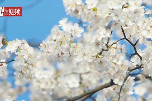 【会员特价88元 | 美翻啦！富阳野樱花】2月28日（周日）春天来到浮云岭看野樱花恣意绽放，许你一片“樱花雪海”