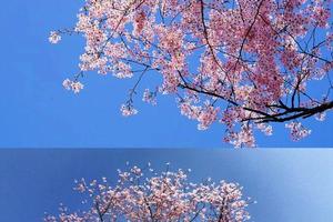 有位置！【建德野樱花】3月5日（周日）美炸了！建德这里有万亩野樱花怒放报春，满屏粉色浪漫！下涯油菜花开一日游