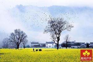 【阳光独家行程 | 春到婺源】3月27-28日最美乡村婺源梯田花海，老桥古塔，巨樟环水，隐秘小众最美乡村田园景