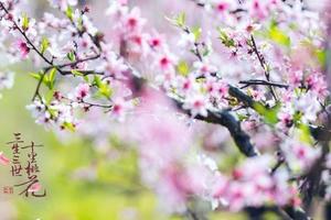 成团【阳光 | 三生三世 十里桃花】3月26日桃之夭夭︱奉化天下第一桃园，四明山发卡弯绝美樱花or大堰西畈梯田油菜花