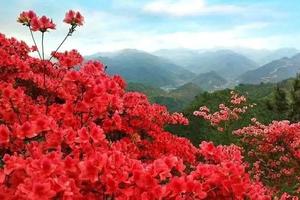 【阳光 | 映山红花开】3月27日（周六）映山红已染遍山头！走十里山水画廊，看奇靴飞瀑