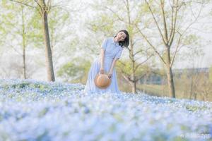  【阳光特价138 | 粉蝶花】4.4/4.10不用去日本，花开海上生态园-纯净之蓝粉蝶花，蓝色花海，枫泾古镇上海老味道